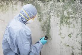 Why You Should Choose Our Mold Remediation Services in Castle Rock, WA